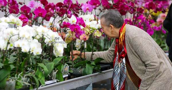 La Nación / Paraguay pasó de admirar orquídeas a producirlas de manera competitiva