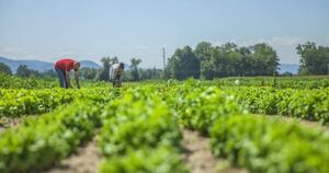 La Nación / Agricultor logra buenos resultados con conocimientos técnicos que antes no tenía