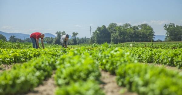 La Nación / Agricultor logra buenos resultados con conocimientos técnicos que antes no tenía