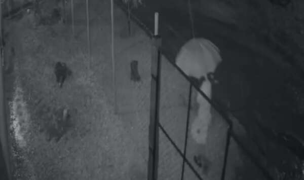 Video: más víctimas de acoso en la vía pública; el agresor podría ser el mismo del caso Parque Guasu - Policiales - ABC Color