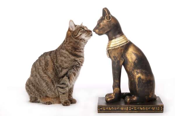 Mascotas: ¿Desde cuándo y dónde los gatos han sido domesticados? - Mascotas - ABC Color