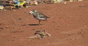 Diario HOY | Aves playeras llegan al país, en medio de basural