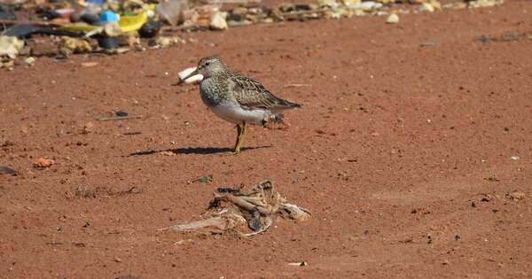 Diario HOY | Aves playeras llegan al país, en medio de basural