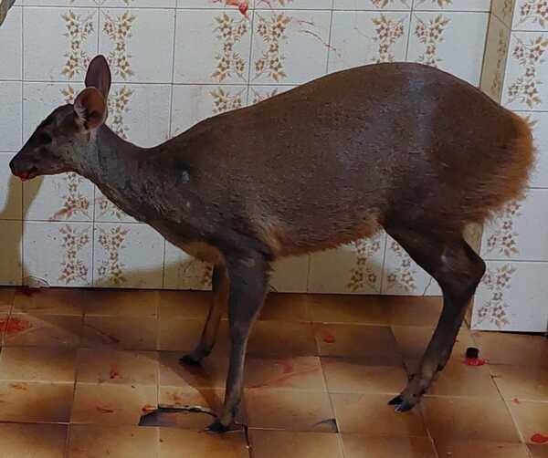 MADES rescató un ejemplar de guazú juvenil en Pilar - .::Agencia IP::.