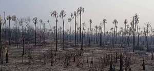 En Fuerte Olimpo buscan identificar a responsables incendios forestales - Noticias del Chaco - ABC Color