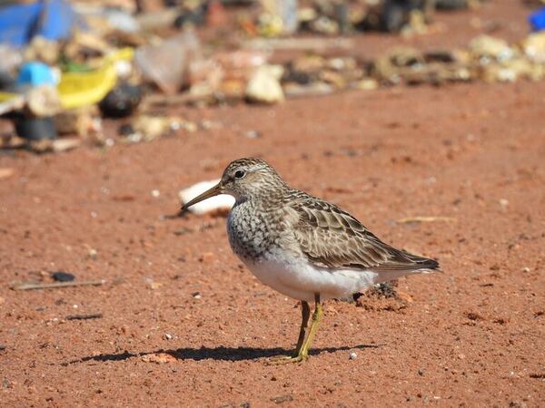 Aves playeras migran desde Norteamérica y este es el “escenario” que encuentran en Paraguay - Nacionales - ABC Color