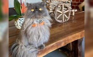 Buscan a un gato y ofrecen recompensa de G. 1 millón