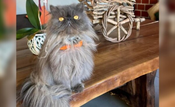 Buscan a un gato y ofrecen recompensa de G. 1 millón