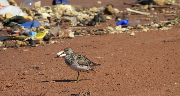 ¡Vergüenza! Mirá dónde vienen a parar las aves que migran desde yanquilandia