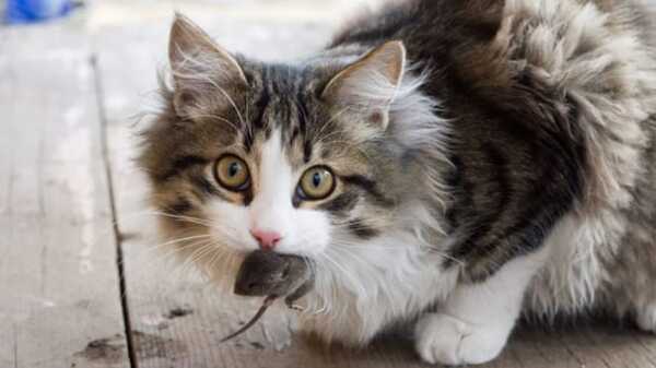 Estudios ponen en duda la creencia popular más famosa sobre los gatos
