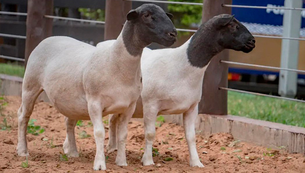Salto rentable: Producción ovina en Paraguay se quintuplica y posiciona como un motor económico