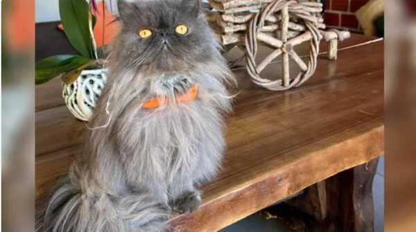 Buscan desesperadamente a un gato y ofrecen una jugosa recompensa