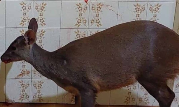 Rescate exitoso de un guazú juvenil en Pilar – Prensa 5