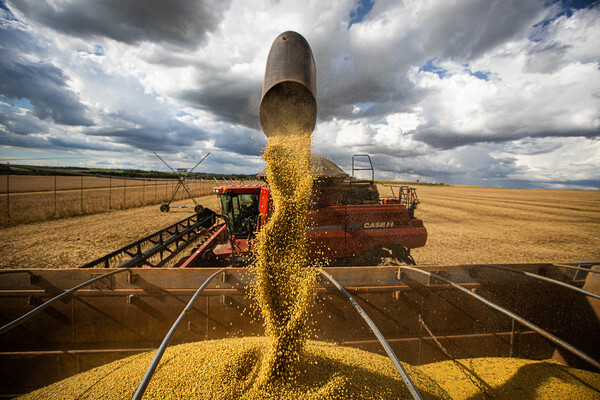 Commodities agrícolas con panorama complicado: en 13 meses ya bajaron 230 dólares - Megacadena - Diario Digital