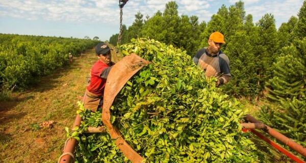 Reiteran pedido de apoyo para productores de yerba mate - Megacadena - Diario Digital