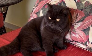Ofrecen G. 1.500.000 para quien logre hallar una gata extraviada