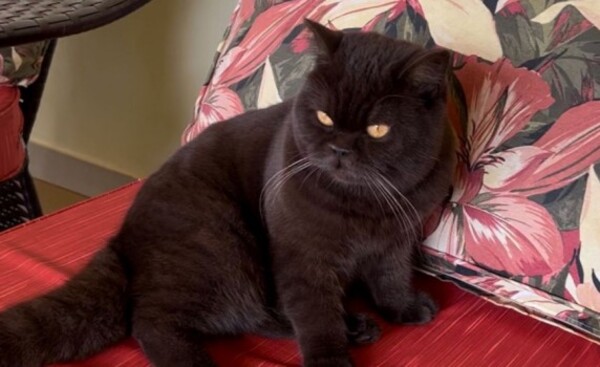 Ofrecen G. 1.500.000 para quien logre hallar una gata extraviada