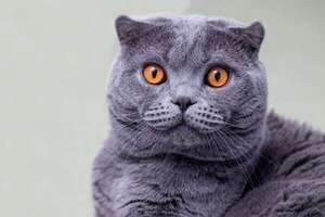 Los cuatro gatos más caros del mundo - Mascotas - ABC Color