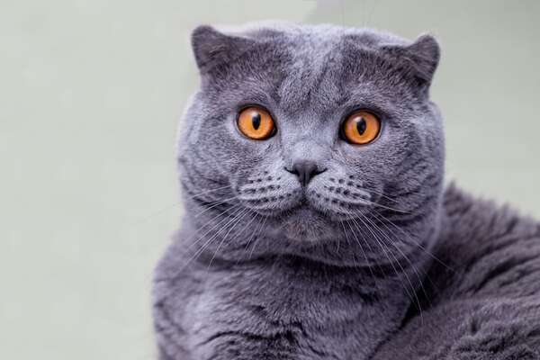 Los cuatro gatos más caros del mundo - Mascotas - ABC Color