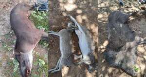 Diario HOY | Investigan caza de animales silvestres en el Chaco: policías estarían implicados