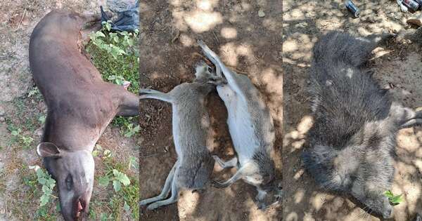 Diario HOY | Investigan caza de animales silvestres en el Chaco: policías estarían implicados