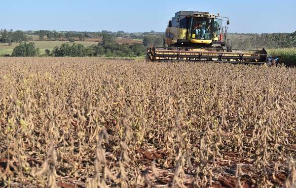 Aplicación de reglamento 1115 de la UE será costosa para todos - Economía - ABC Color