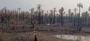 Falso fiscal ambiental embaucó a ganaderos afectados por los incendios en Alto Paraguay - Noticias del Chaco - ABC Color