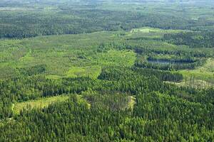 Autoridades viajarán a Finlandia para realizar visita de estudio sobre educación y manejo forestal sostenible - El Independiente