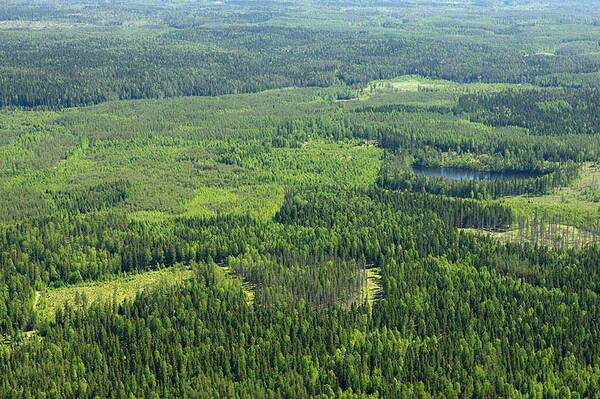 Autoridades viajarán a Finlandia para realizar visita de estudio sobre educación y manejo forestal sostenible - El Independiente
