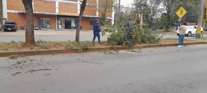 Intervención en el Paseo Central de la Avenida Irrazabal por Parte de la Dirección de Área Verde