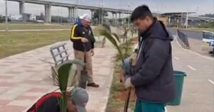 Diario HOY | Palmeras de Pindó en la Costanera Norte: municipio responde a cuestionamientos