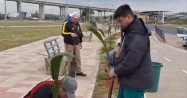 Diario HOY | Palmeras de Pindó en la Costanera Norte: municipio responde a cuestionamientos