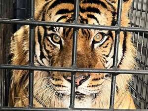 Mike, uno de los tigres de Bengala del Zoológico de Asunción, será sedado para estudios veterinarios - Nacionales - ABC Color