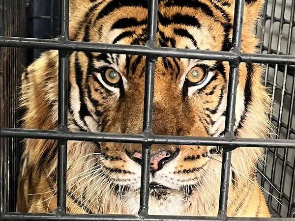 Mike, uno de los tigres de Bengala del Zoológico de Asunción, será sedado para estudios veterinarios - Nacionales - ABC Color
