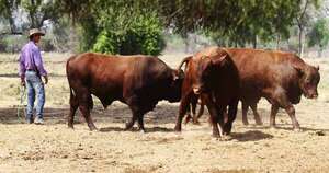 La Nación / Ganaderos se oponen a cobro de patentes comerciales a productores agropecuarios