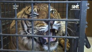 Chequeo veterinario para Mike el tigre - SNT