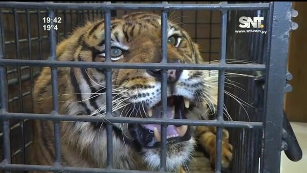 Chequeo veterinario para Mike el tigre - SNT
