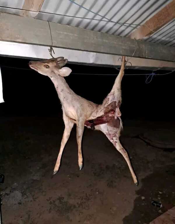 Policía colabora con la Fiscalía en investigación de delito de cacería de animales silvestres en Boquerón