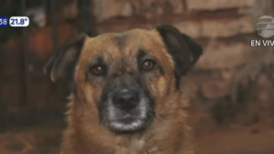 Tuki, el perro guardián que ayudó a frustrar el robo a un vecino