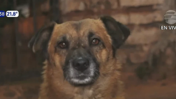 Tuki, el perro guardián que ayudó a frustrar el robo a un vecino