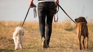 Los perros entienden palabras aunque no las pronuncien sus dueños