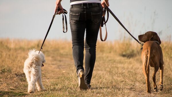 Los perros entienden palabras aunque no las pronuncien sus dueños