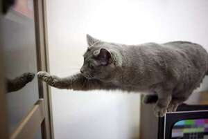 FOMO: Por qué a los gatos les molestan las puertas cerradas - Mascotas - ABC Color