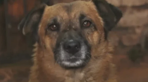 Tuki, el perro guardián que ayudó a frustrar el robo a un vecino - Noticiero Paraguay