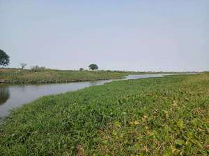 Cuenca del Pantanal: riachos alimentadores del río Paraguay se secan - Noticias del Chaco - ABC Color