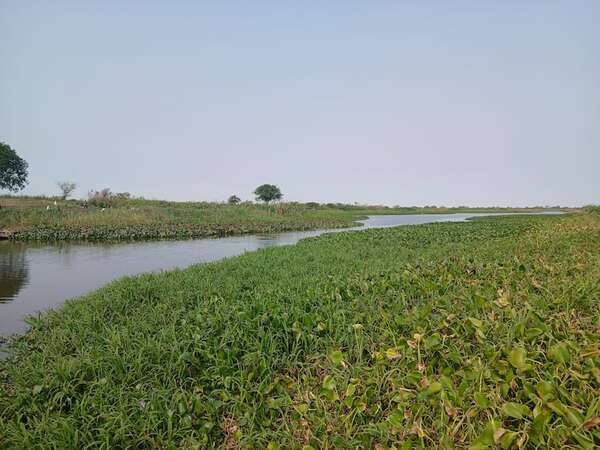 Cuenca del Pantanal: riachos alimentadores del río Paraguay se secan - Noticias del Chaco - ABC Color