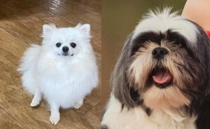 Ofrecen G. 8 millones de recompensa para hallar a perritas