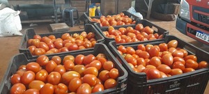 La temporada de cosecha de tomates arranca en Capitán Miranda con optimismo y planes de expansión