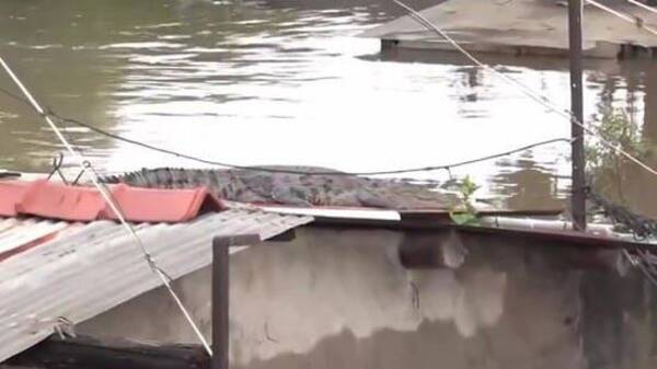 [VIDEOS] De terror: Las lluvias torrenciales dejan a su paso ¡cocodrilos sueltos en las casas!