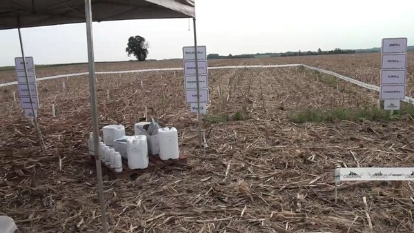 Ciagropa organiza exitoso día de campo sobre manejo integrado de malezas en Capitán Miranda
